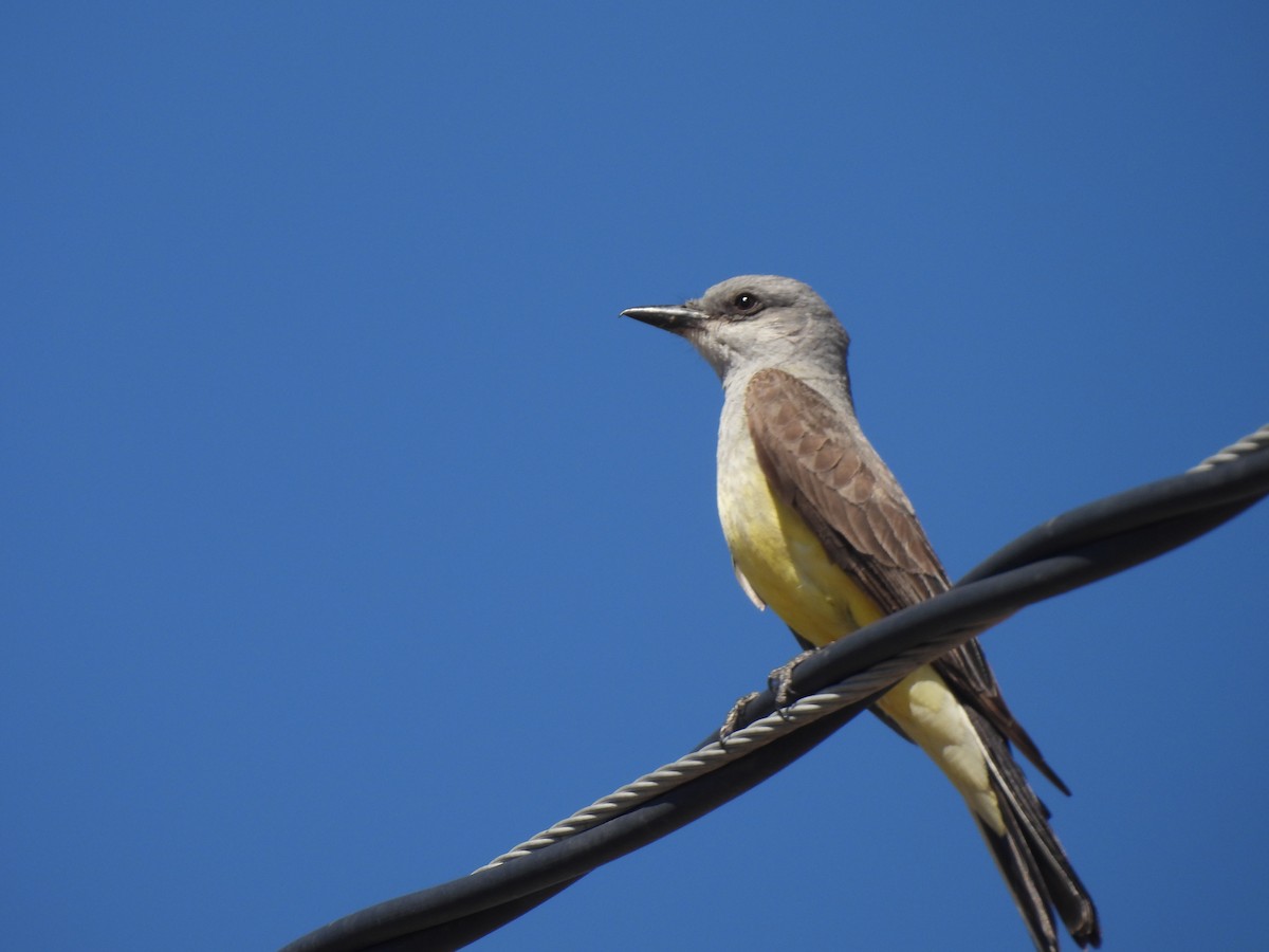 Western Kingbird - Beth Whittam