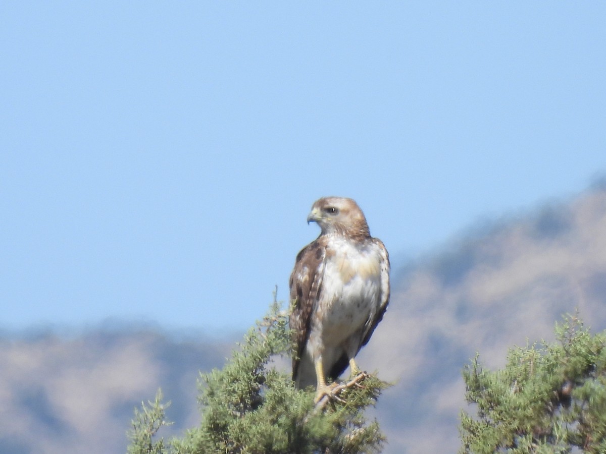 Rotschwanzbussard - ML580858301