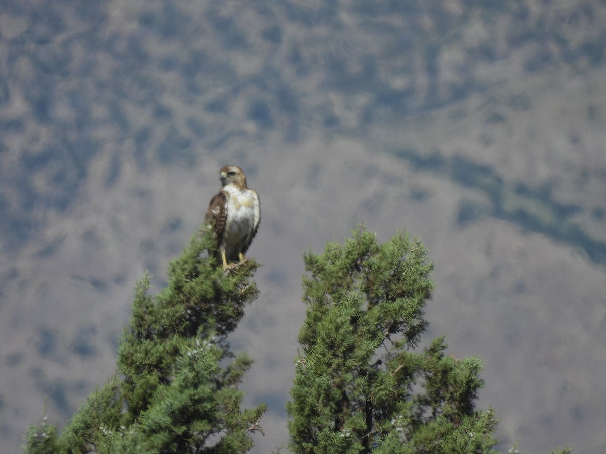 Red-tailed Hawk - ML580858311