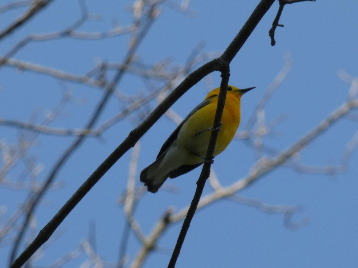 Prothonotary Warbler - ML580858461