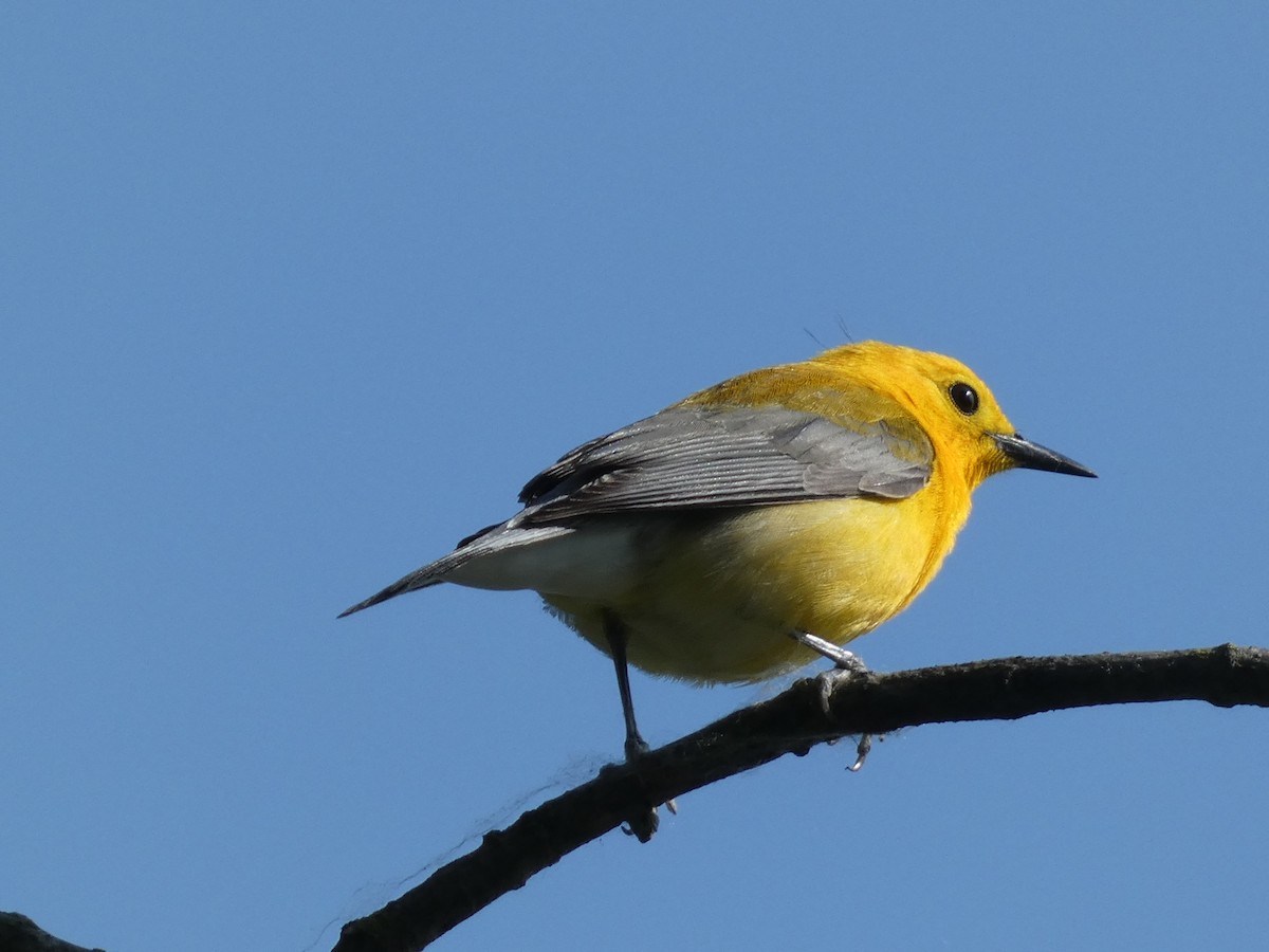 Prothonotary Warbler - ML580858541