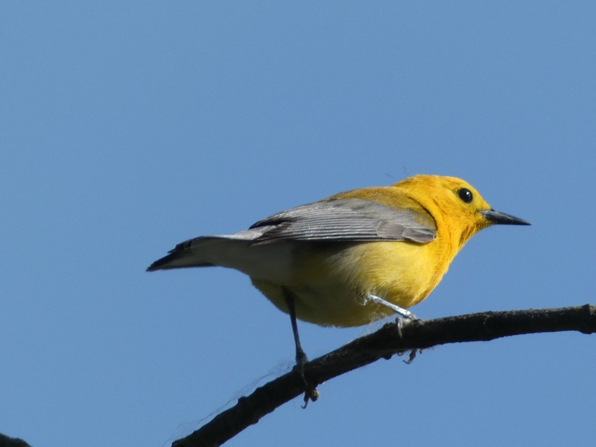 Prothonotary Warbler - ML580858551