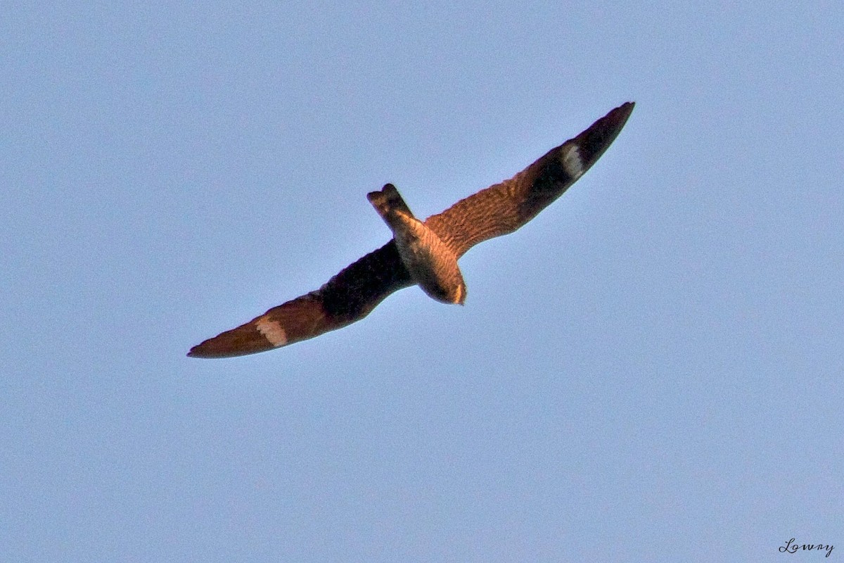 Common Nighthawk - Brian Lowry