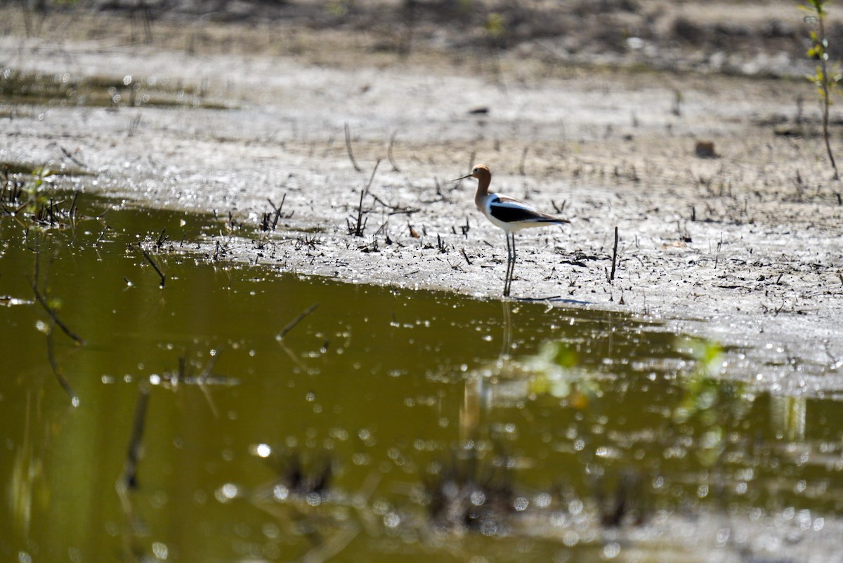 Avocette d'Amérique - ML580860001