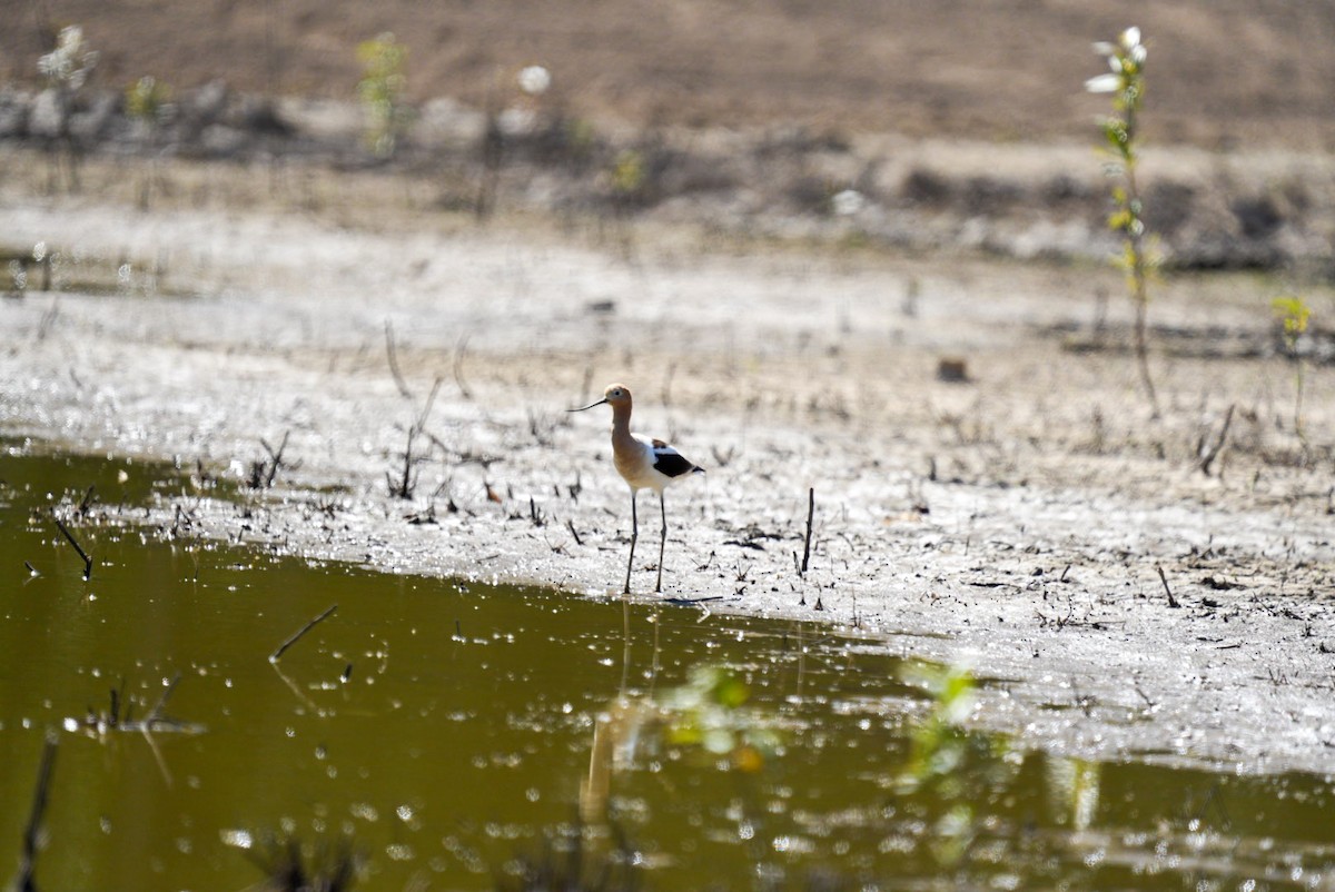 Avocette d'Amérique - ML580860271