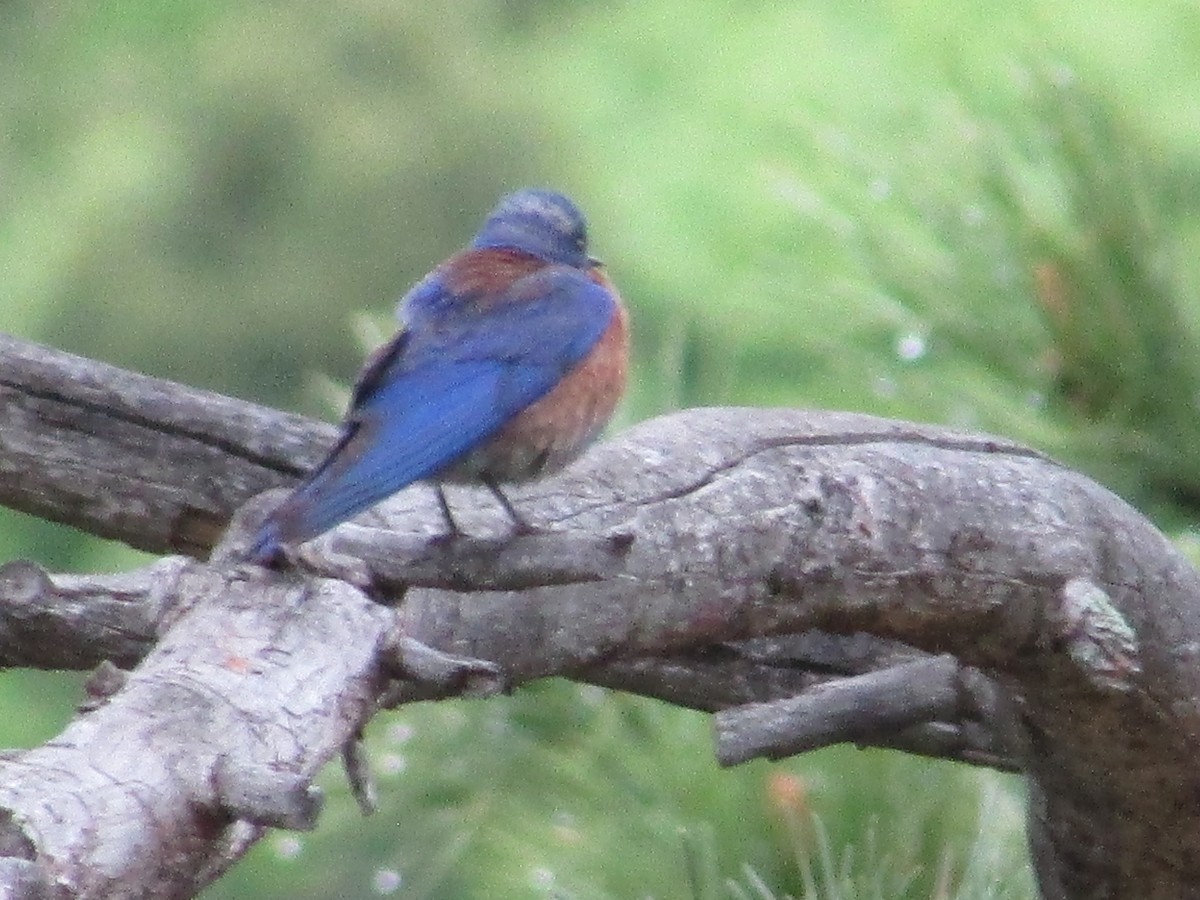 Western Bluebird - ML580860661