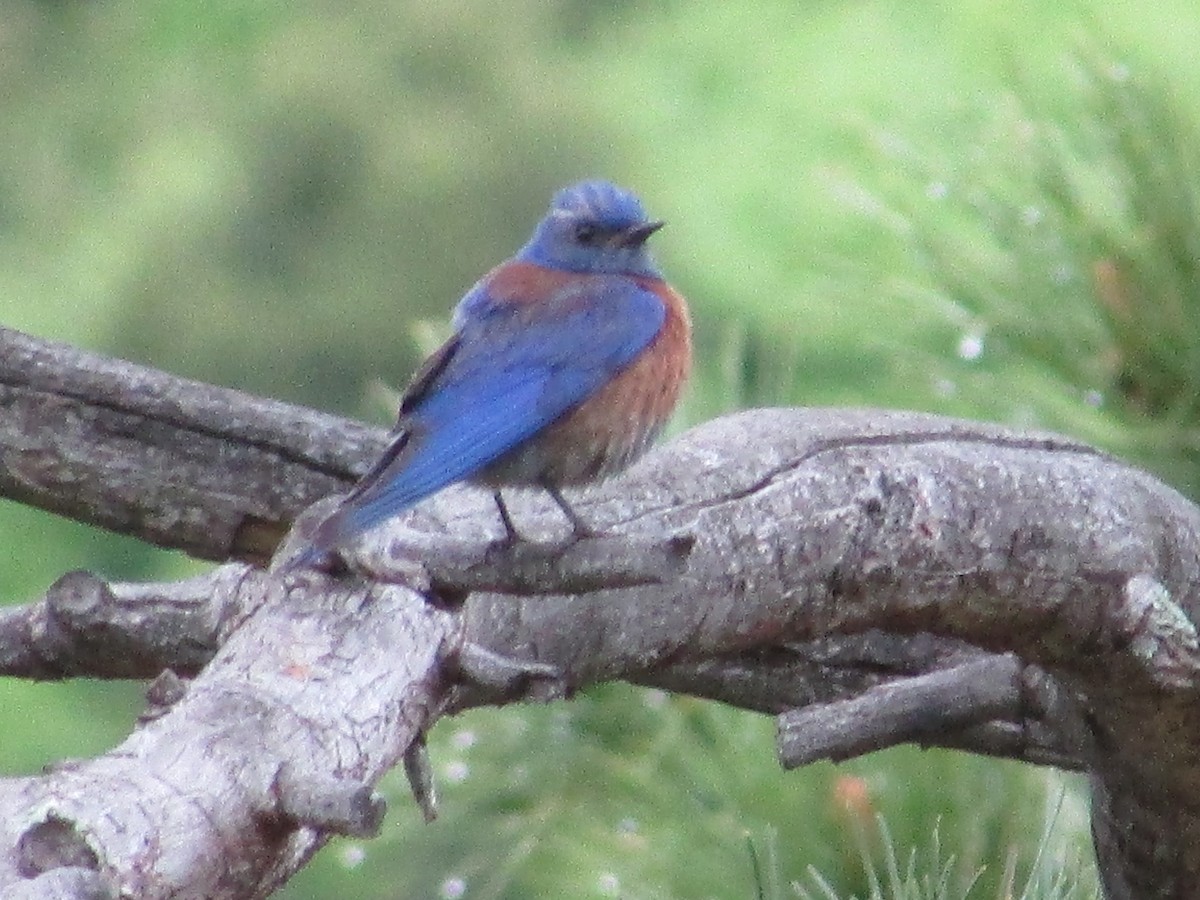 Western Bluebird - ML580860681