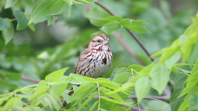 Song Sparrow - ML580861261