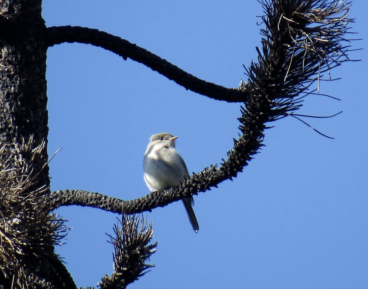 Gray Flycatcher - ML580861411