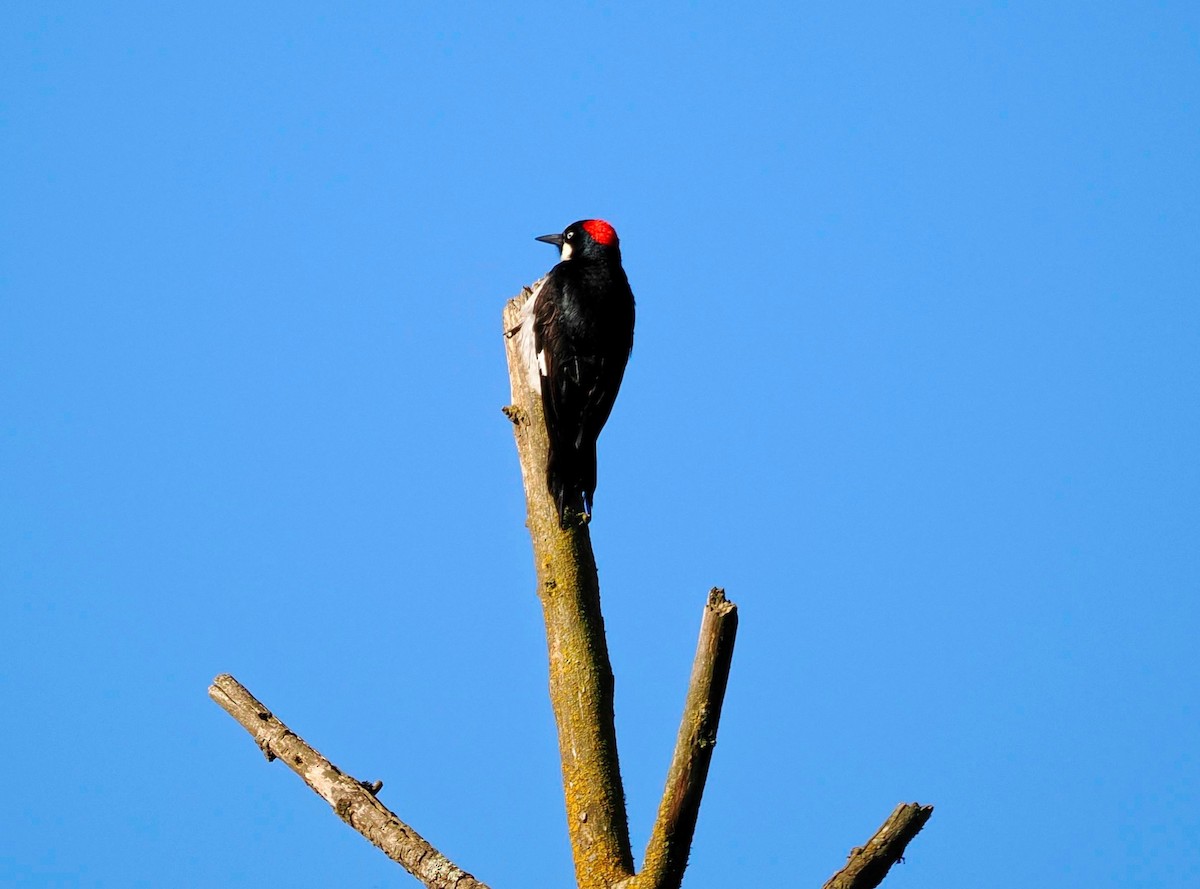 Acorn Woodpecker - Conrad Dark