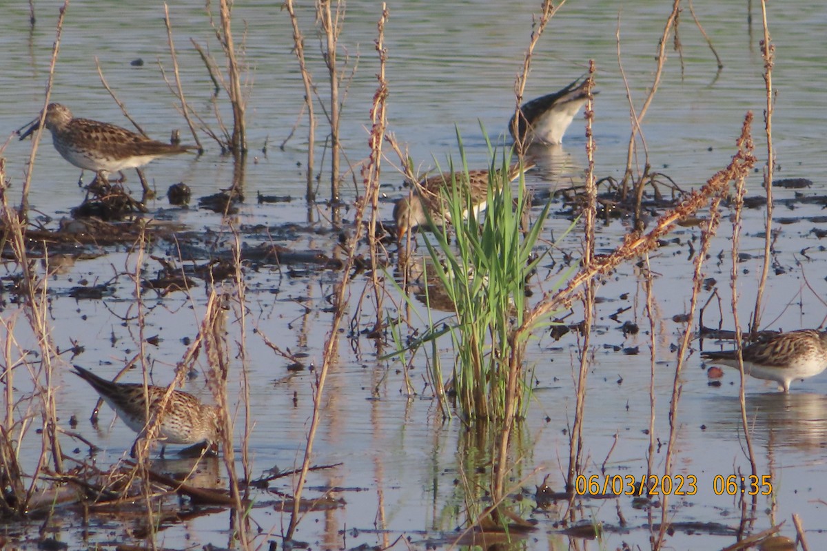 White-rumped Sandpiper - ML580864331