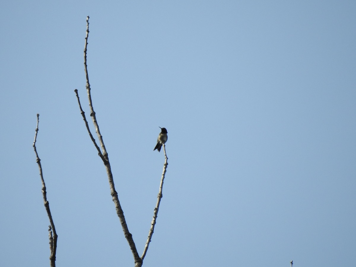 Ruby-throated Hummingbird - ML580864851