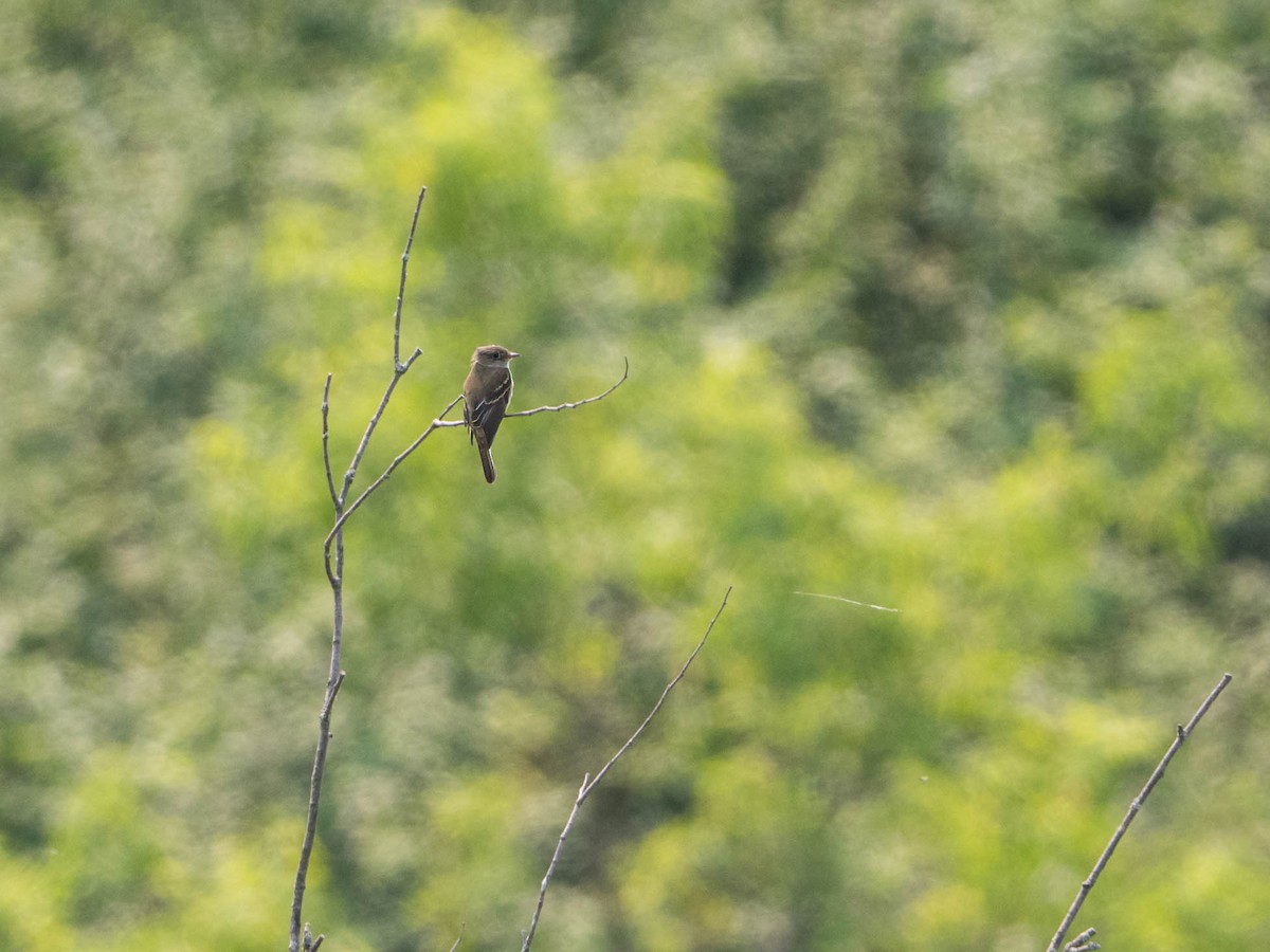 Alder Flycatcher - ML580865741