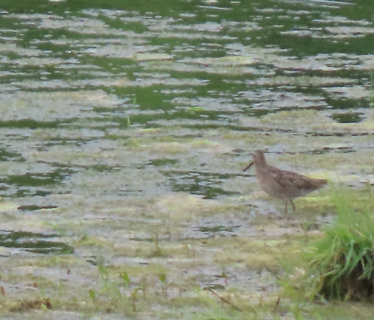 Short-billed Dowitcher - ML580865781