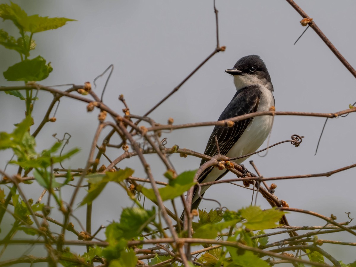 Eastern Kingbird - ML580865951