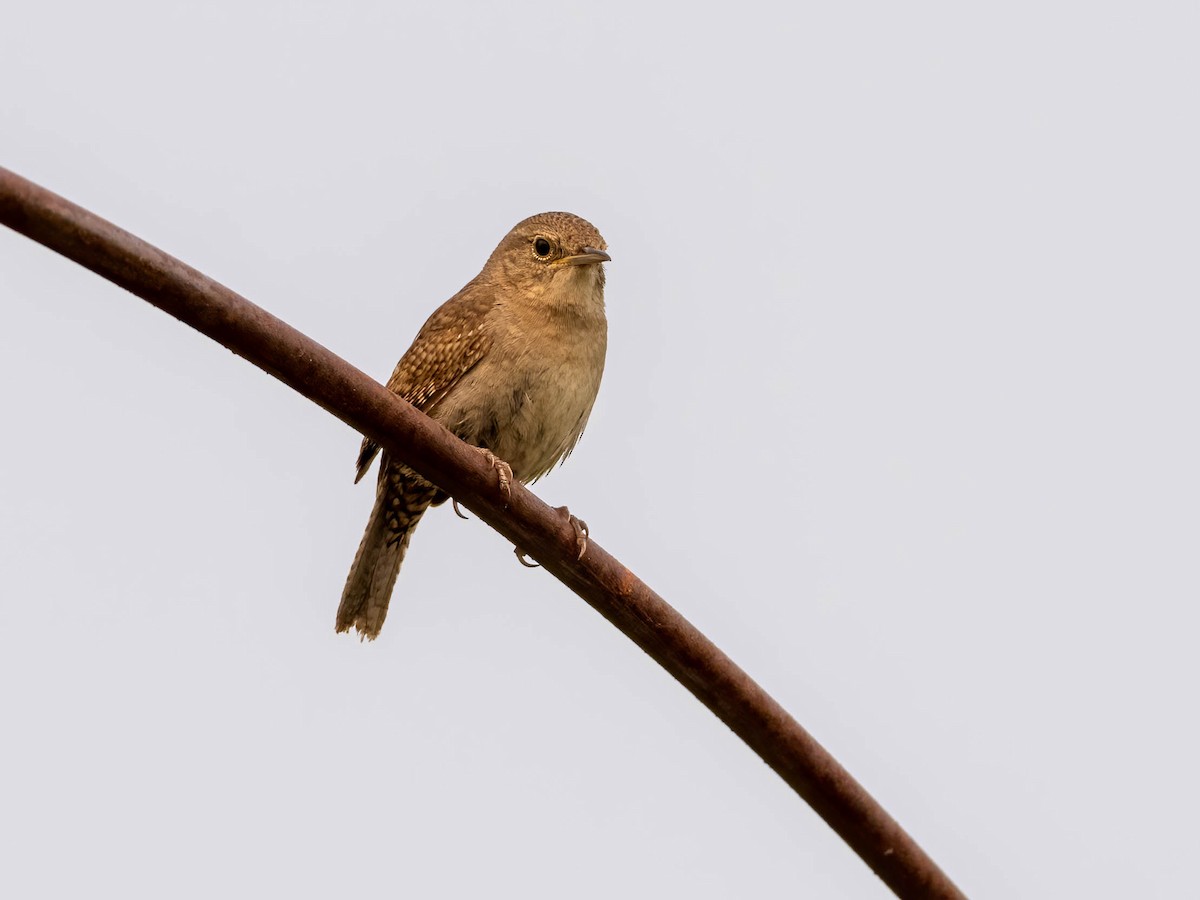 Northern House Wren - ML580866011