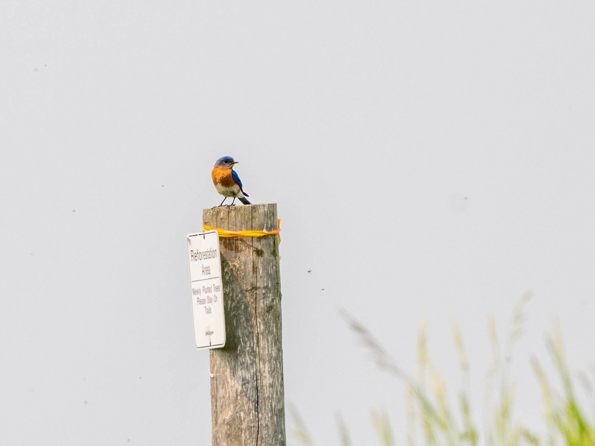 Eastern Bluebird - ML580866071
