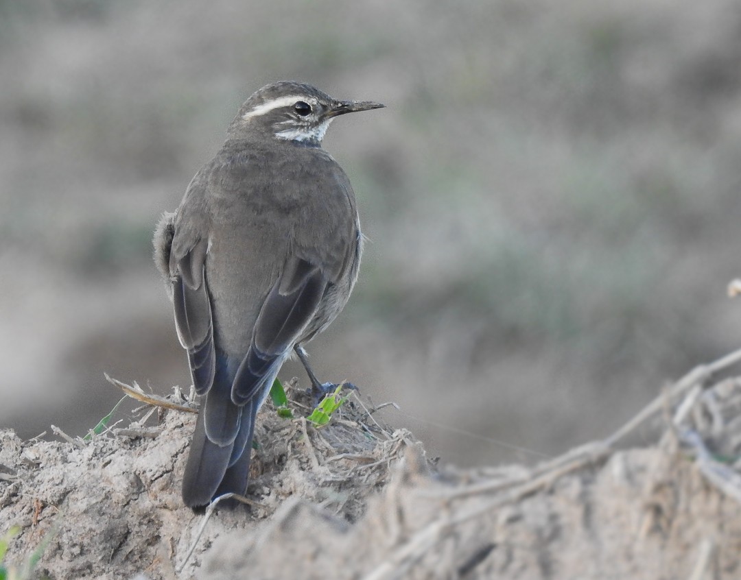 Buff-winged Cinclodes - ML580866101