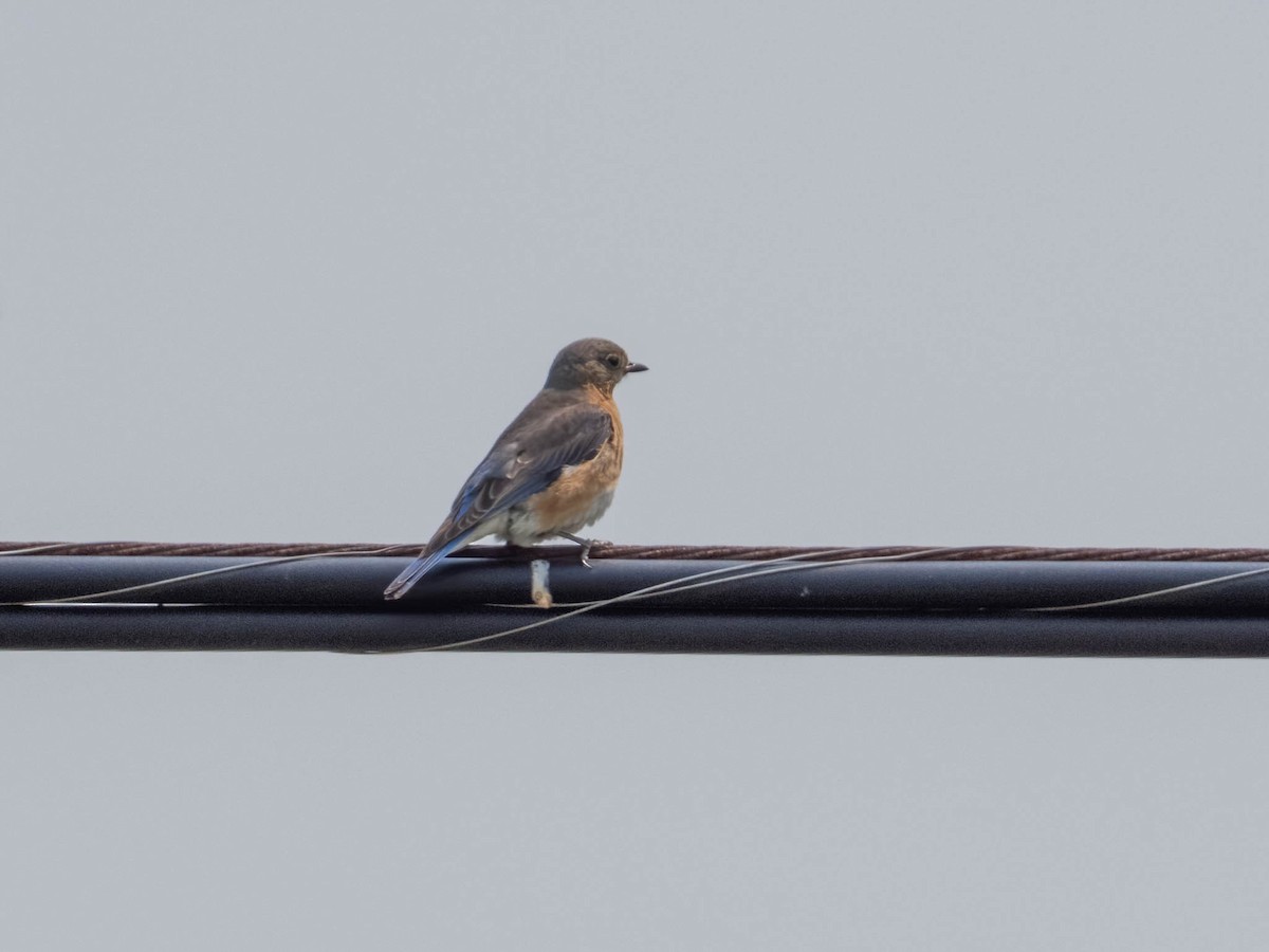 Eastern Bluebird - ML580866111