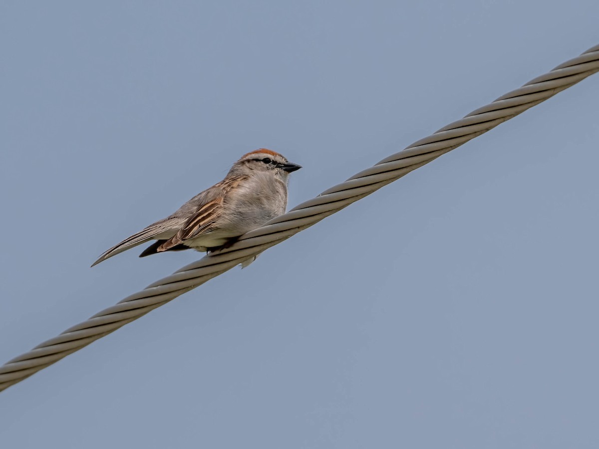 Chipping Sparrow - ML580866371