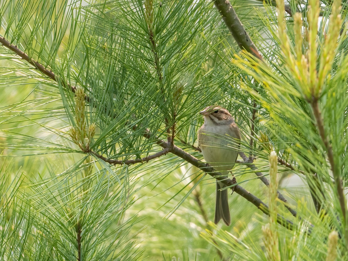 Clay-colored Sparrow - ML580866401