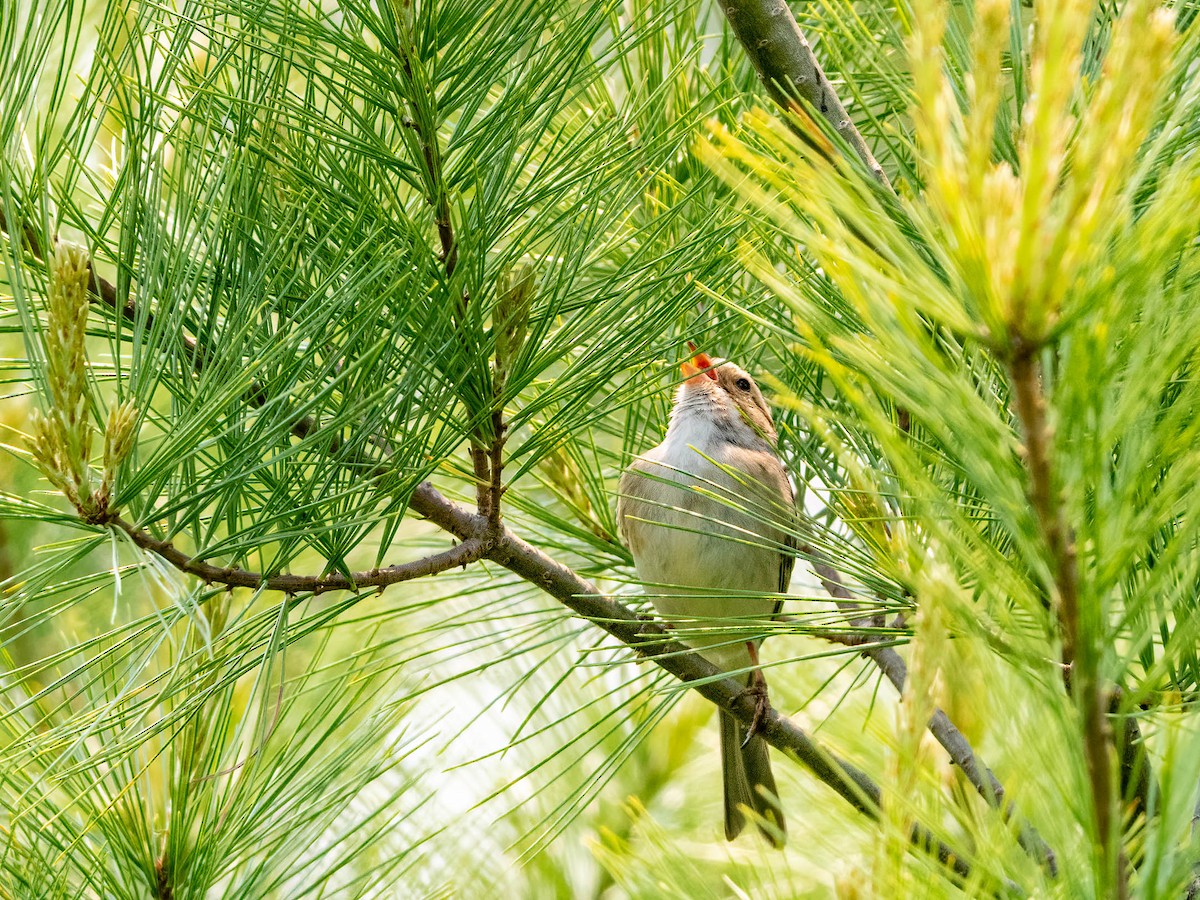 Clay-colored Sparrow - ML580866491