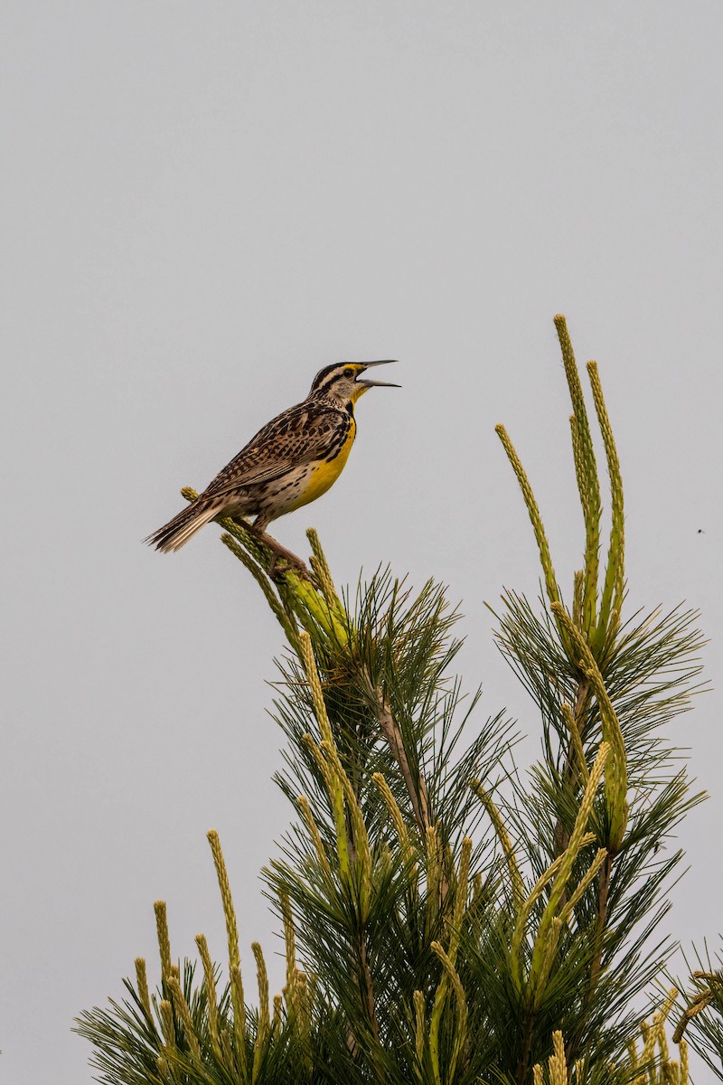 Eastern Meadowlark - ML580866561