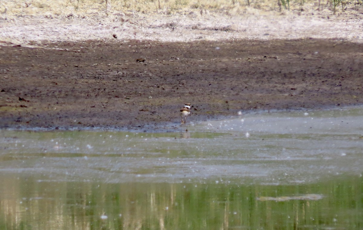 Killdeer - ML580866641