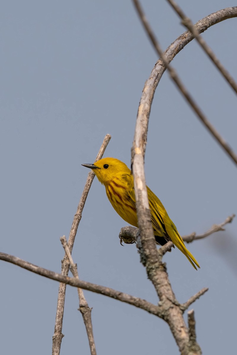 Yellow Warbler - ML580866741