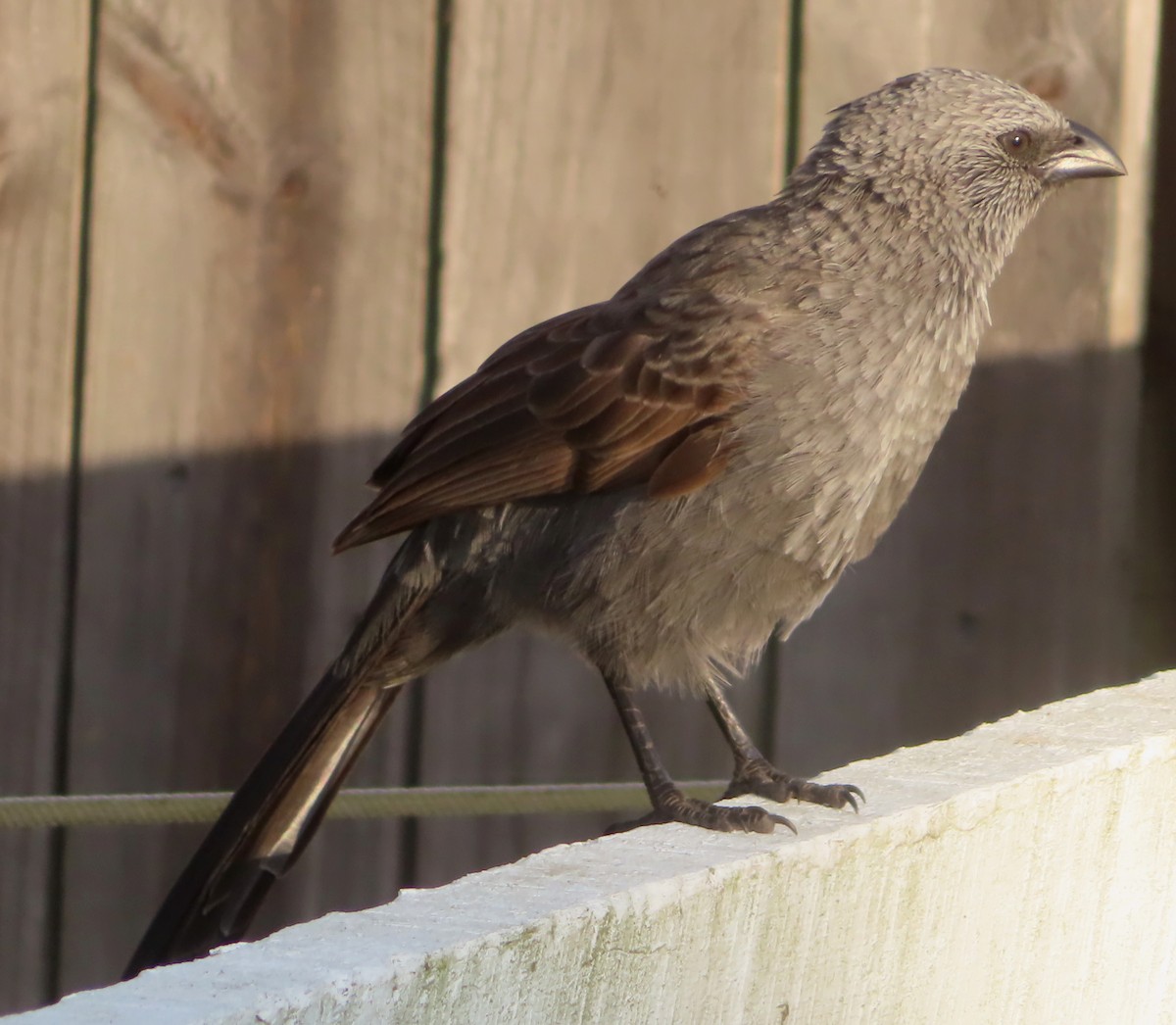 Apostlebird - ML580867791