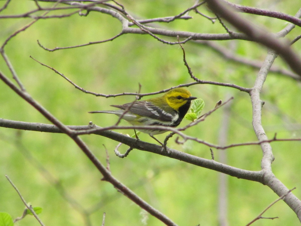Black-throated Green Warbler - Thierry Grandmont