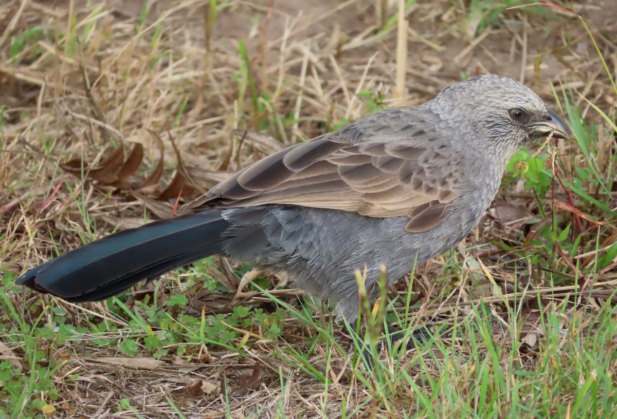 Apostlebird - ML580867811