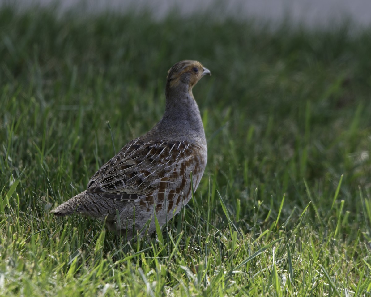 Gray Partridge - Jeff Stacey