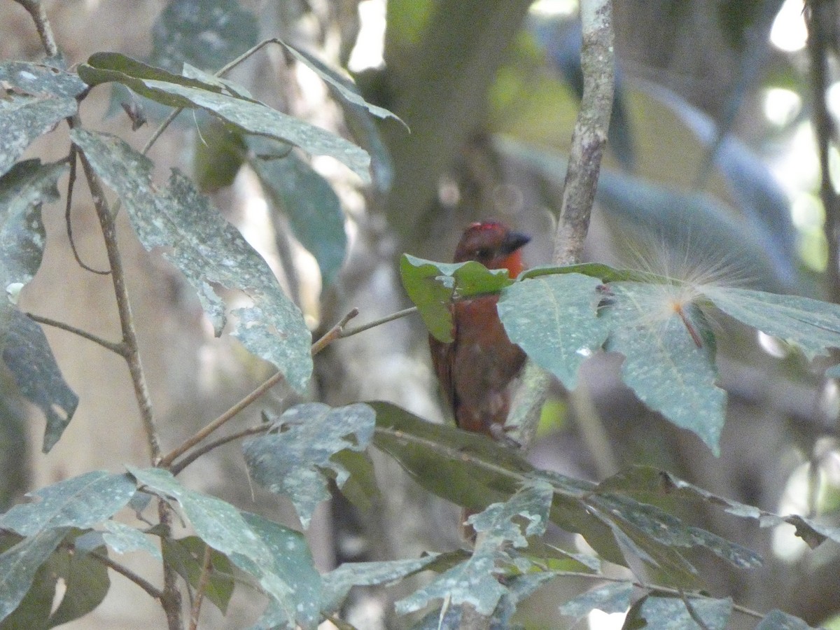 Red-crowned Ant-Tanager - ML580868961