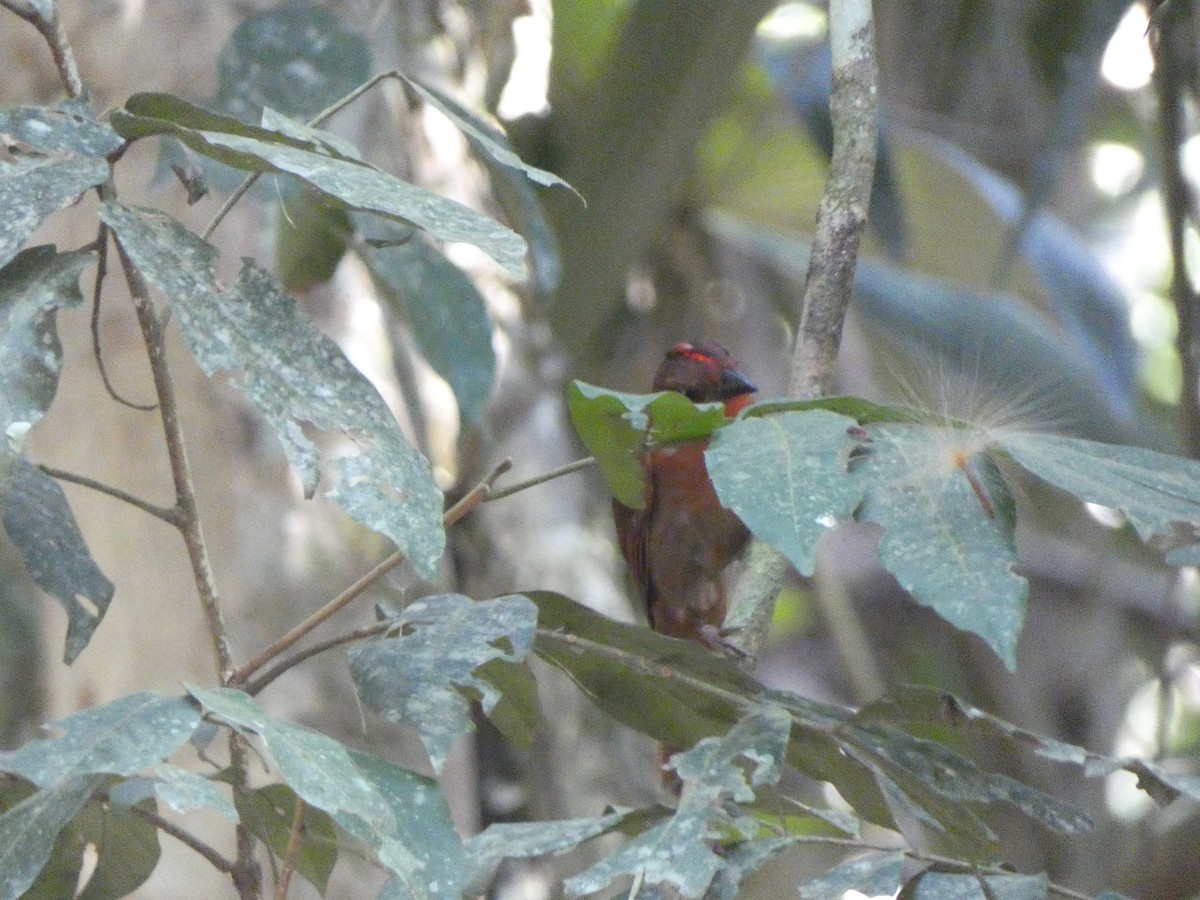 Red-crowned Ant-Tanager - ML580868971