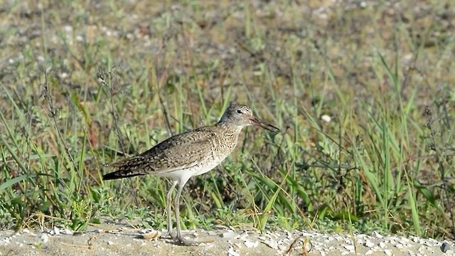 Willet - ML580869061