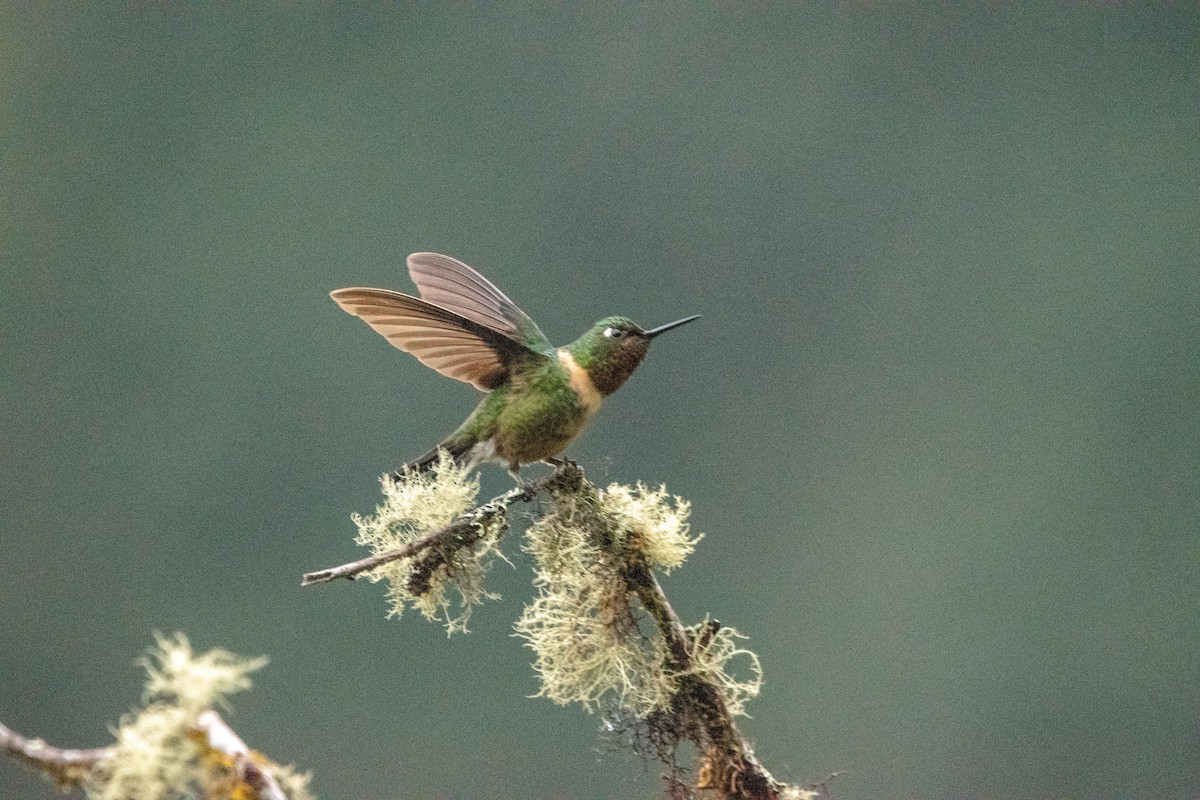 Violet-throated Starfrontlet - ML580869071