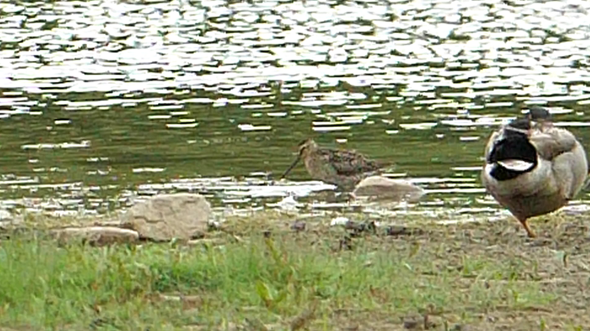 Short-billed Dowitcher - ML580869421