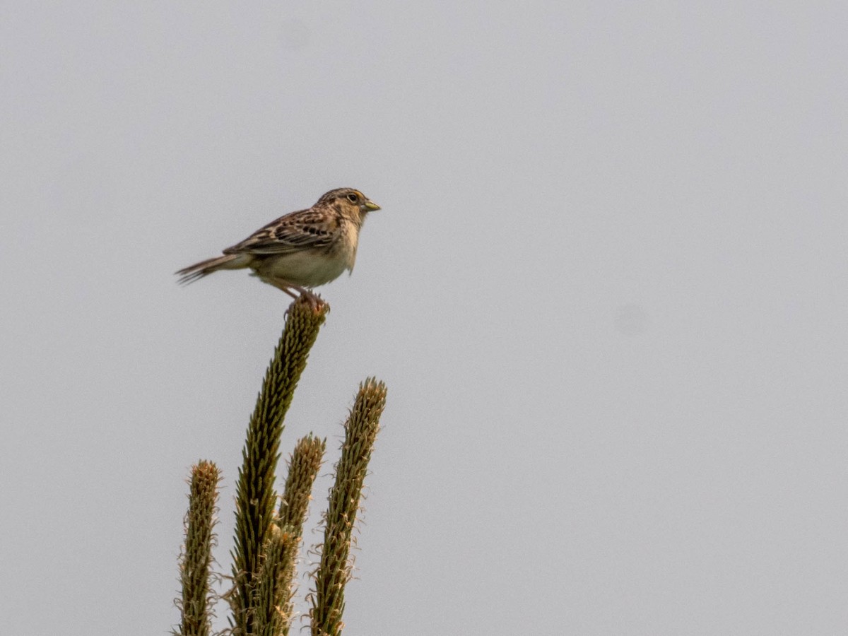 Grasshopper Sparrow - ML580869501