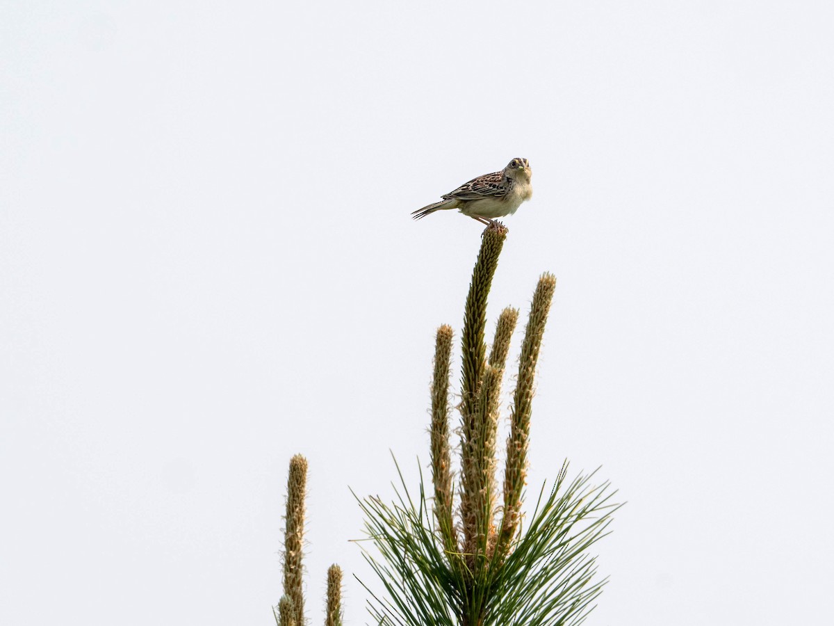 Grasshopper Sparrow - ML580869571