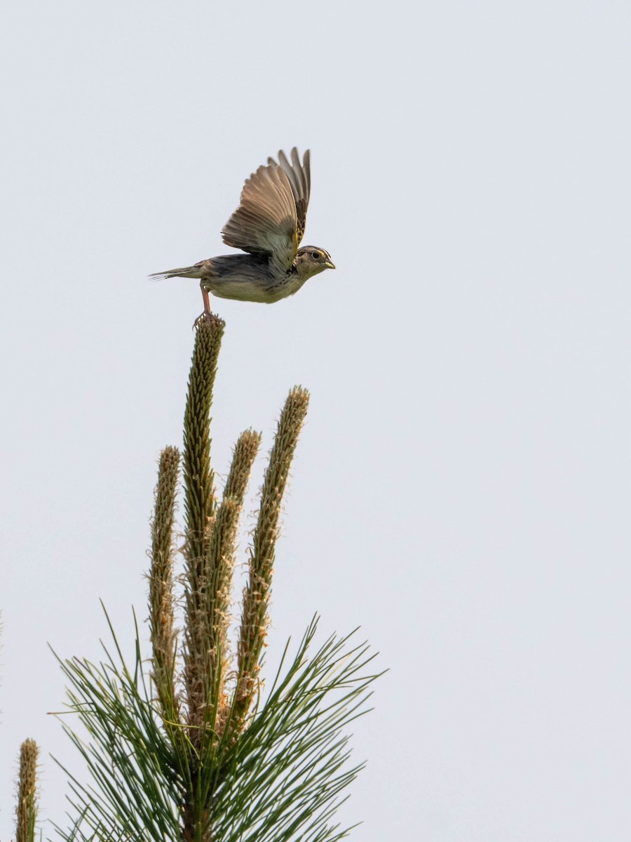 Grasshopper Sparrow - ML580869611