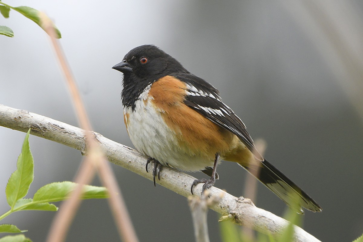 Spotted Towhee - Igor Sokolov