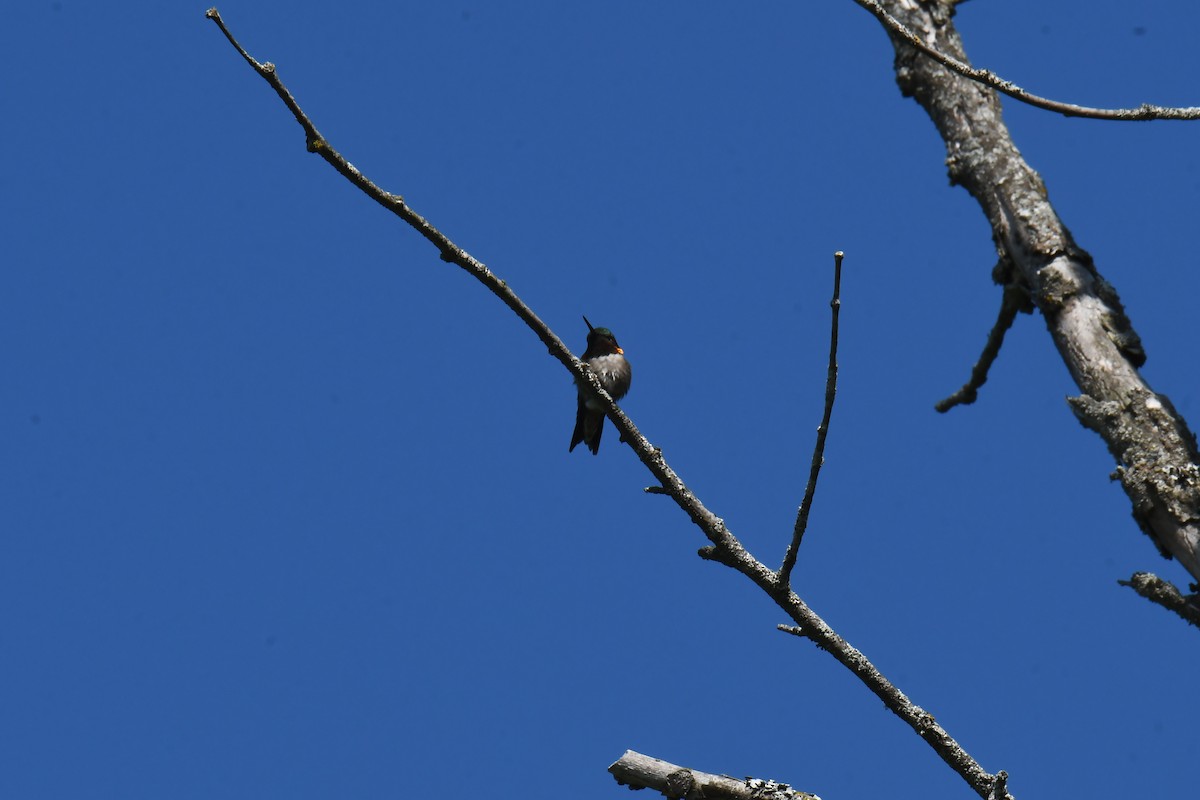 Ruby-throated Hummingbird - ML580872791