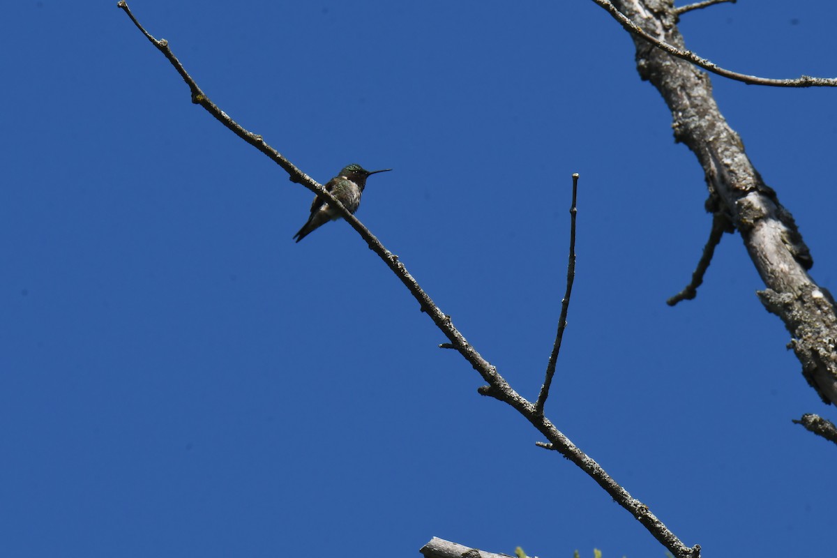 Ruby-throated Hummingbird - ML580872801