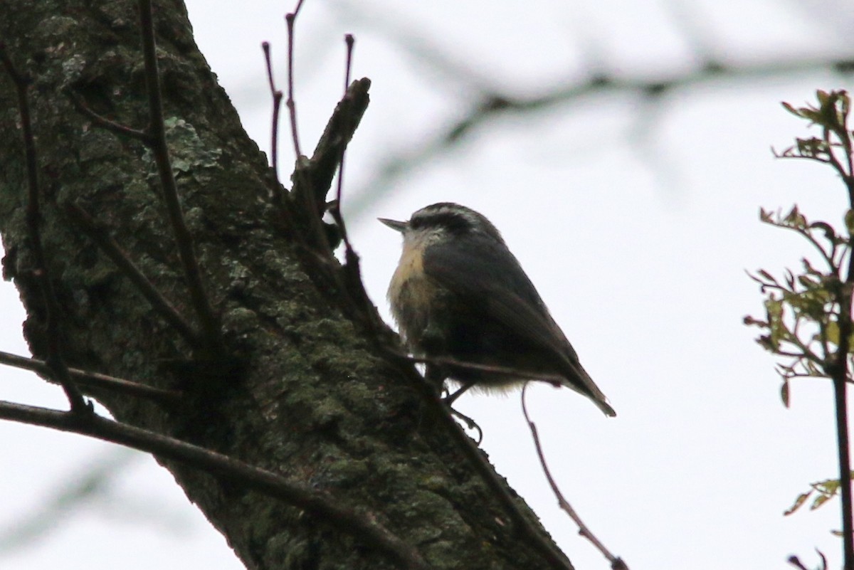 Red-breasted Nuthatch - ML58087291