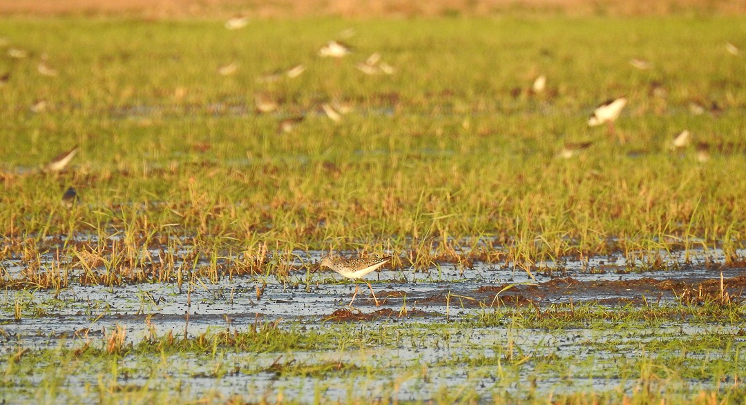 gulbeinsnipe - ML580872931