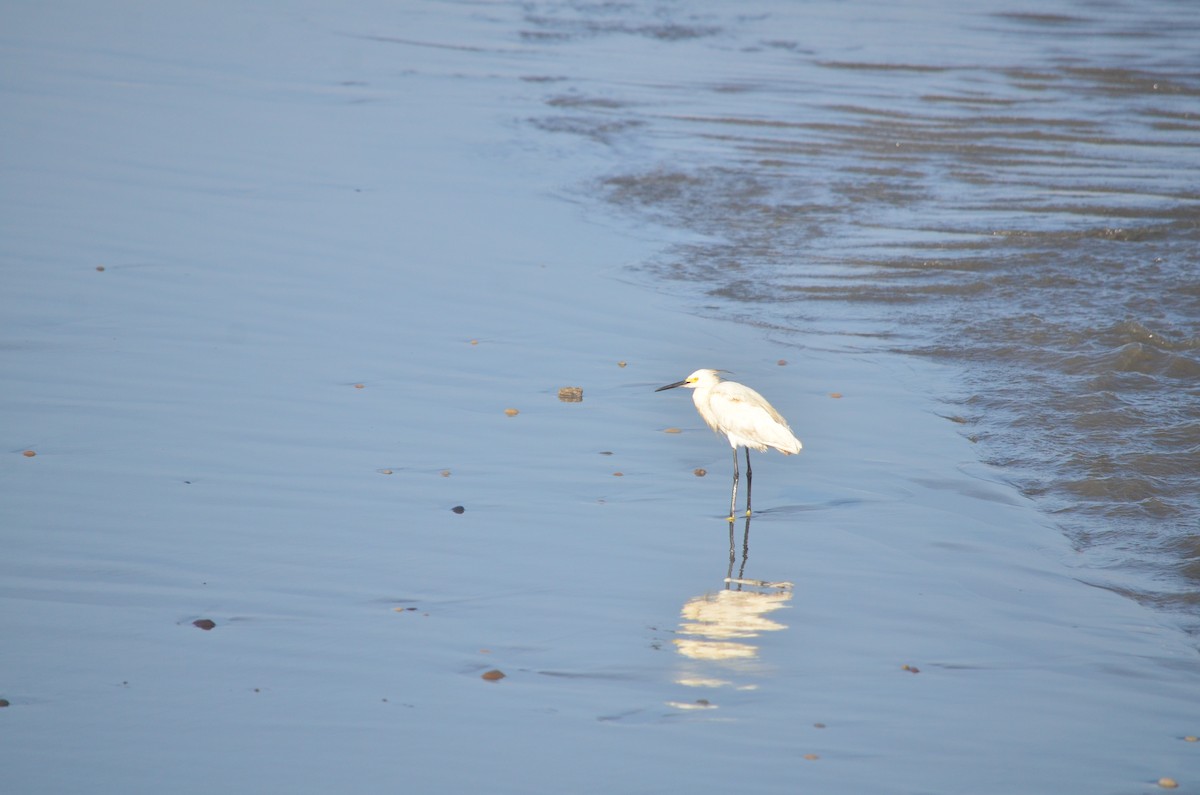 Snowy Egret - Igor Lazo - CORBIDI/COAP/PAU