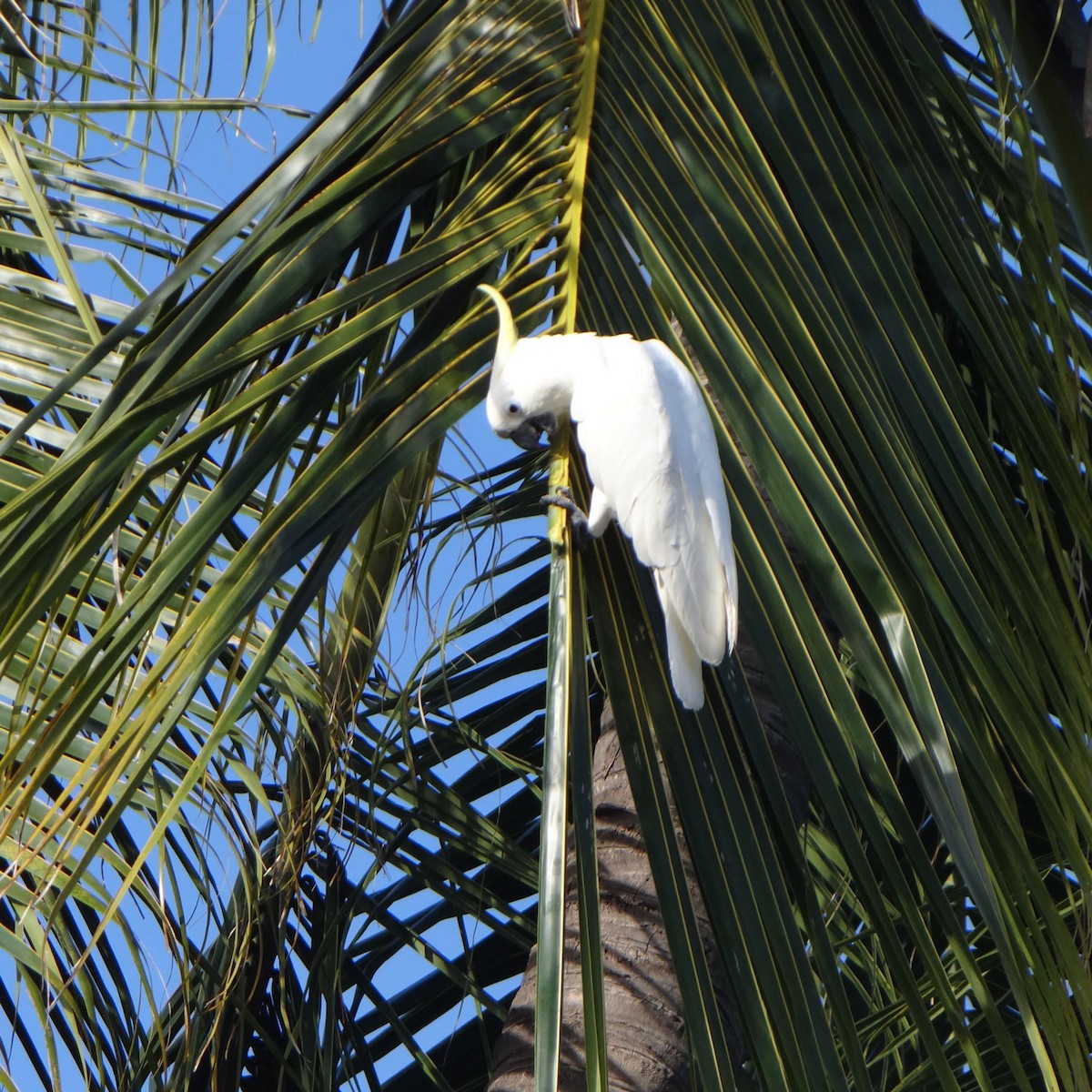 Sulphur-crested Cockatoo - ML580873701