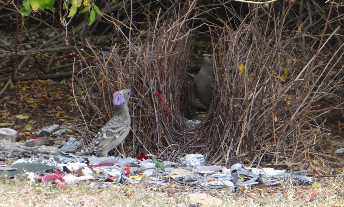 Great Bowerbird - Milly Formby