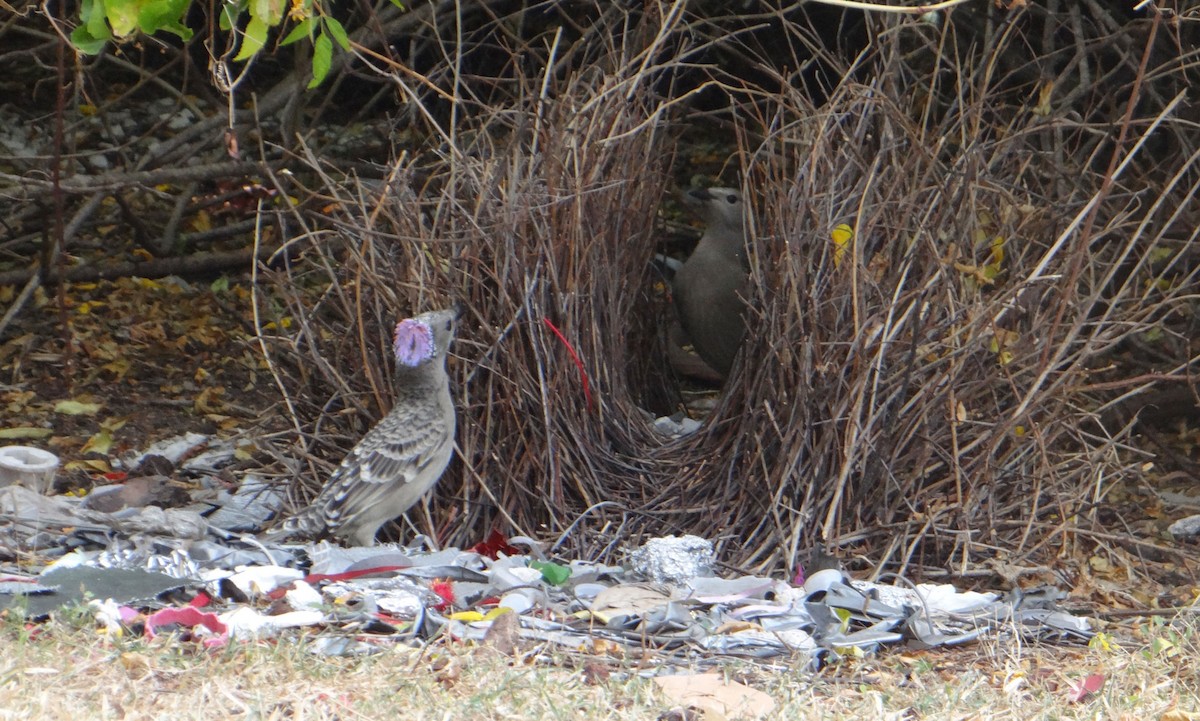 Great Bowerbird - ML580873781